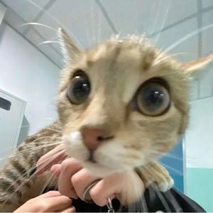 Meet your Posher, Arianna